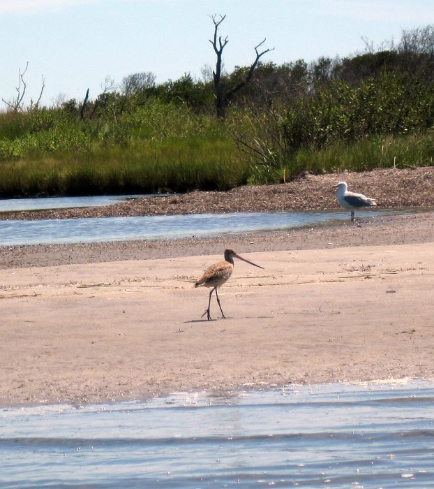 Marbled Godwit